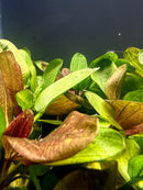 3 Echinodorus Sword Species Pack - [AquaticMotiv]