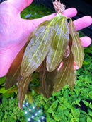 3 Echinodorus Sword Species Pack - [AquaticMotiv]