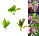 3 Echinodorus Sword Species Pack - [AquaticMotiv]