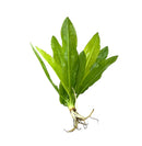 3 Echinodorus Sword Species Pack - [AquaticMotiv]