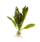 3 Echinodorus Sword Species Pack - [AquaticMotiv]