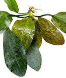 3 Red Echinodorus Sword Species Pack - [AquaticMotiv]