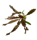 3 Red Echinodorus Sword Species Pack - [AquaticMotiv]