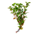 Alternanthera Ficoidea 'Red' - AquaticMotiv