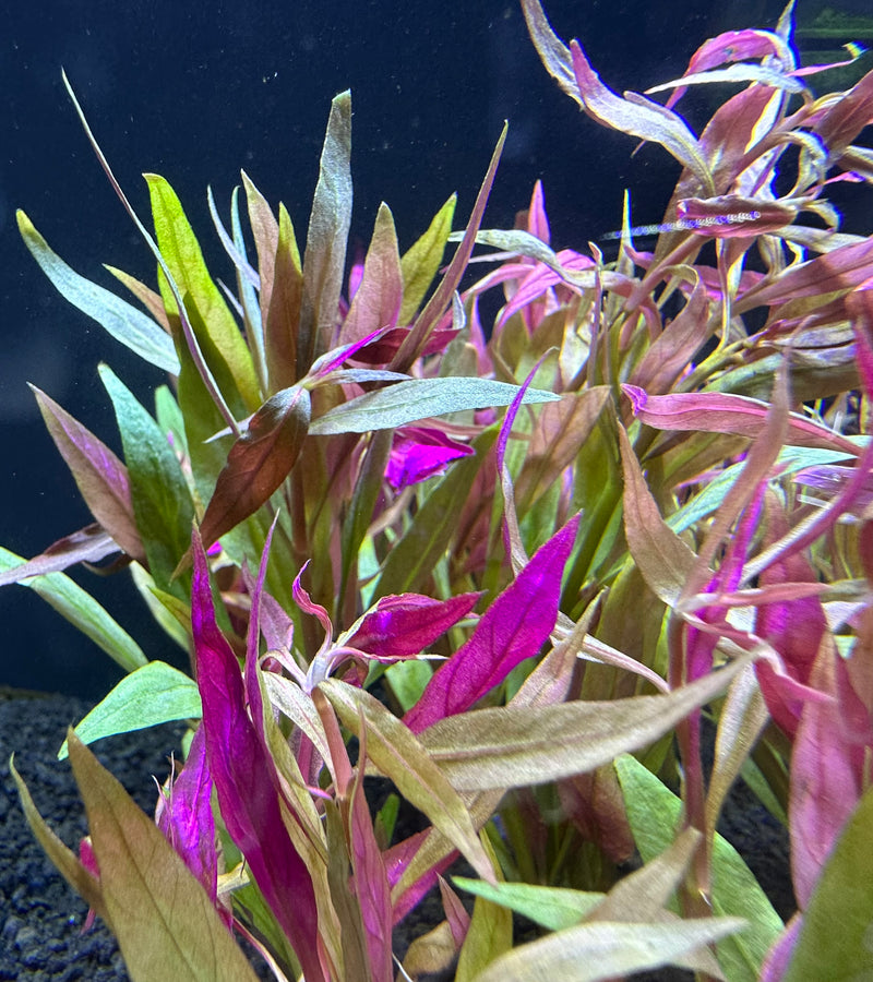 Alternanthera Reineckii Lilacina - AquaticMotiv