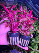 Alternanthera Reineckii Pot - [AquaticMotiv]