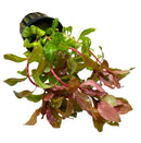 Ammania Gracilis Pot - [AquaticMotiv]