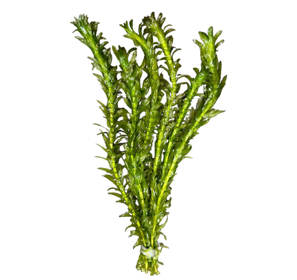 Anacharis (Egeria Densa) - [AquaticMotiv]