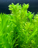 Anacharis (Egeria Densa) - [AquaticMotiv]
