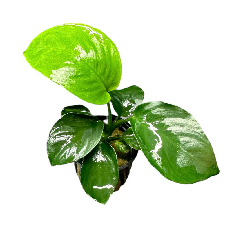 Anubias Barteri - AquaticMotiv