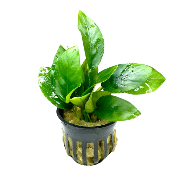 Anubias Nana (Dwarf Anubias) Pot - [AquaticMotiv]