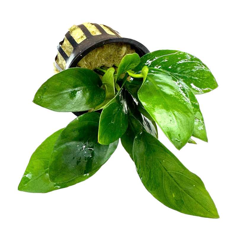 Anubias Nana (Dwarf Anubias) Pot - [AquaticMotiv]