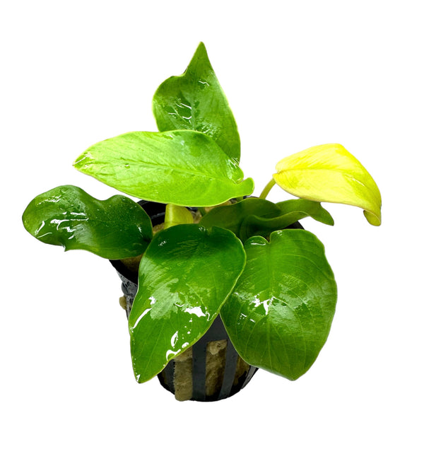 Anubias Nana 'Golden Coin' Pot - [AquaticMotiv]