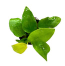 Anubias Nana 'Golden Coin' Pot - [AquaticMotiv]