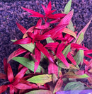 AquaticMotiv® Grower's Choice Bundle - 6 plants - [AquaticMotiv]