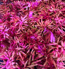 AquaticMotiv® Grower's Choice Bundle - 6 plants - [AquaticMotiv]