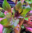 AquaticMotiv® Grower's Choice Bundle - 6 plants - [AquaticMotiv]