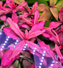 AquaticMotiv® Grower's Choice Bundle - 6 plants - [AquaticMotiv]