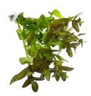 Bacopa Caroliniana Red - [AquaticMotiv]