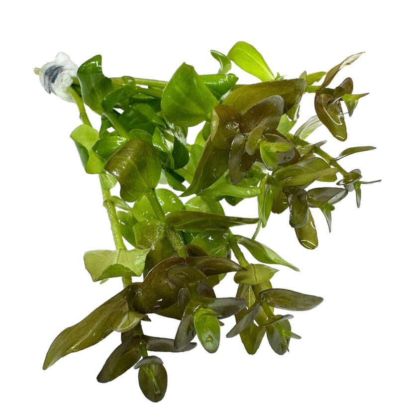 Bacopa Caroliniana Red - [AquaticMotiv]