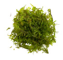 Christmas Moss (Vesicularia Montagnei) - [AquaticMotiv]