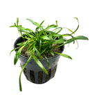 Cryptocoryne Parva Pot - [AquaticMotiv]