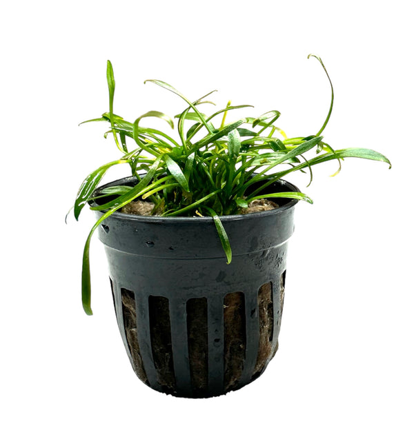 Cryptocoryne Parva Pot - [AquaticMotiv]