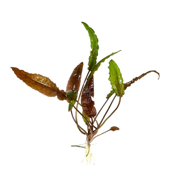 Cryptocoryne Wendtii 'Red' - [AquaticMotiv]