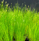 Dwarf Hairgrass (Eleocharis Parvula) - [AquaticMotiv]
