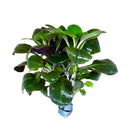 Dwarf Lobelia Cardinalis Bunch - [AquaticMotiv]