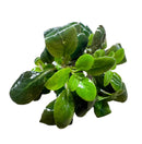 Dwarf Lobelia Cardinalis Bunch - [AquaticMotiv]