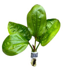 Echinodorus Fancy Twist - [AquaticMotiv]