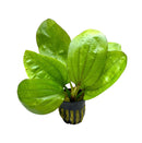 Echinodorus Fancy Twist Pot - [AquaticMotiv]
