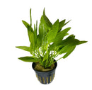 Echinodorus Ozelot Narrow Mini Pot - [AquaticMotiv]