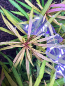 Eustralis Stellata - [AquaticMotiv]