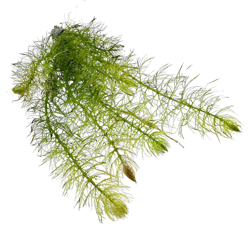 Green Myrio Foxtail (Myriophyllum pinnatum) - [AquaticMotiv]