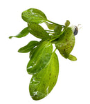 Green Ozelot Sword - [AquaticMotiv]