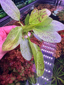 Green Ozelot Sword Pot - [AquaticMotiv]