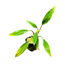 Homalomena Sekadau South - AquaticMotiv