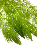 Hornwort (Ceratophyllum demersum) - [AquaticMotiv]