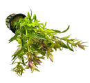 Limnophila Hippuridoides Pot - [AquaticMotiv]