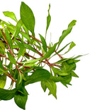 Ludwigia Inclinata Cuba Pot - [AquaticMotiv]