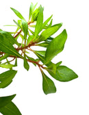 Ludwigia Inclinata Cuba Pot - [AquaticMotiv]