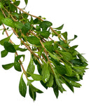 Ludwigia Palustris Pot - [AquaticMotiv]