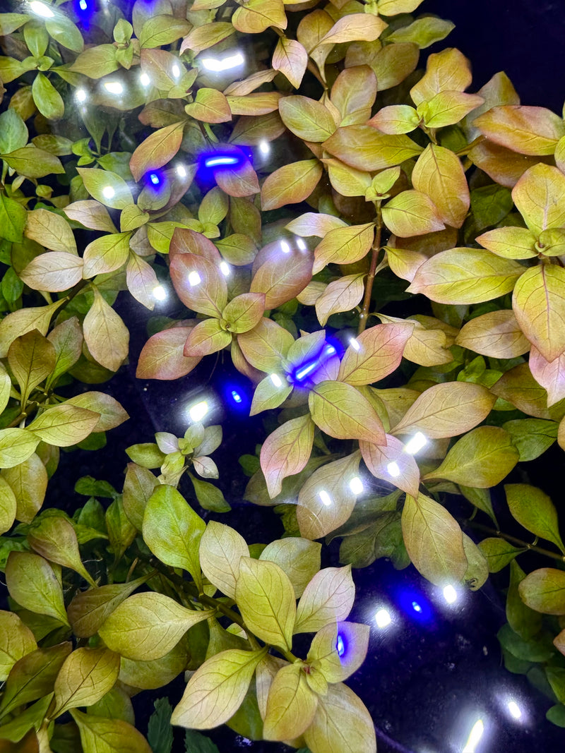 Ludwigia Repens Pot