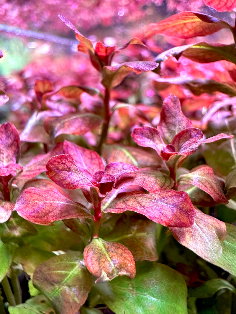 Ludwigia Senegalensis 'Guinea' - [AquaticMotiv]