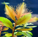 Mermaid Weed (PROSERPINACA PALUSTRIS) - AquaticMotiv