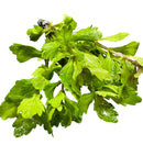 Mexican Oak Leaf (Shinnersia rivularis) - AquaticMotiv