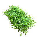 Monte Carlo (Micranthemum Tweedie sp.) 4"x2" MAT - [AquaticMotiv]