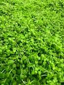 Monte Carlo (Micranthemum Tweedie sp.) 4"x2" MAT - [AquaticMotiv]